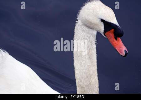 Höckerschwan Closeup Portrait Schwimmen im Peconic Fluss Long Island New York Norden Gabel Ostende Stockfoto