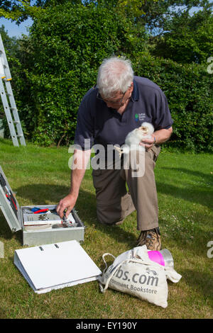 Ein Mann sammelt Informationen über eine Schleiereule Küken. Suffolk, UK Stockfoto