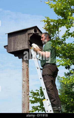 Ein Mann sammelt Schleiereule (Tyto Alba) Küken aus einem Nistkasten ring sie, Daten zu sammeln und dazu beitragen, künftige Überwachung. Stockfoto