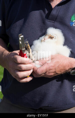 Ein Mann legt einen Bein Ring auf eine Schleiereule (Tyto Alba)-Küken zur Datenerhebung und helfen, künftige Überwachung. Stockfoto