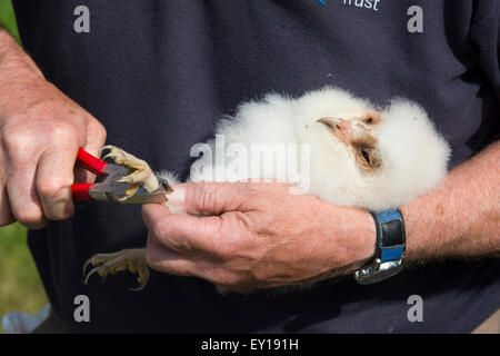 Ein Mann legt einen Bein Ring auf eine Schleiereule (Tyto Alba)-Küken zur Datenerhebung und helfen, künftige Überwachung. Stockfoto