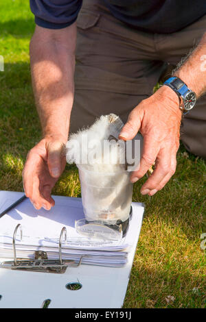 Ein Mann sammelt Informationen über eine Schleiereule Küken. Hier wurde es in einen Topf zum Wiegen gelegt Stockfoto