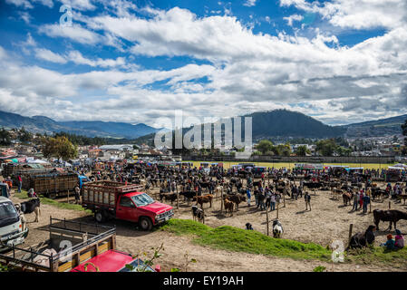 Jahrhundertelange Tradition der Wochenende Vieh Markt in die Bergstadt Otavalo, Ecuador. Stockfoto
