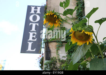 Riesen Sonnenblumen vor einem Hotel Stockfoto