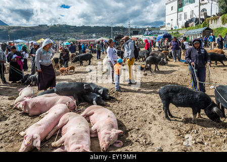 Schweine und andere Tiere gekauft und verkauft am Viehmarkt. Otavalo, Ecuador. Stockfoto