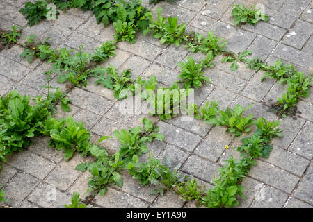 Unkraut wächst durch die Spalten zwischen den Platten in einem Garten zu bilden perfekte Quadrate Stockfoto