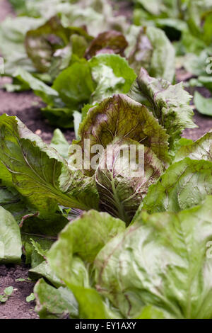 Chicorée "Palla Rossa" in das Gemüse Garten wachsen. Stockfoto