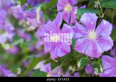 Clematis 'Perle d ' Azur"im Garten. Stockfoto