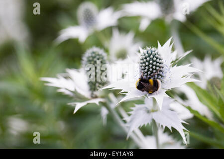 Hummel auf Eryngium Giganteum "Silver Ghost". Stockfoto