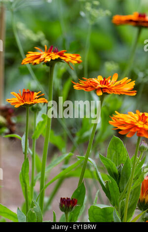 Orange gefüllte Blüten von hardy jährliche Calendula Officinalis ' Indian Prince' Stockfoto