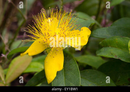 Attraktive gelbe Blüten der Rose von Sharon, Hypericum Calycinum, ein Boden-Belag-Strauch Stockfoto