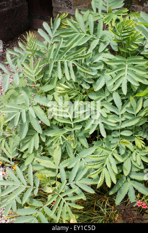 Zahnriemen, gefiedert, glaucous Laub der Staude, Melianthus großen Stockfoto