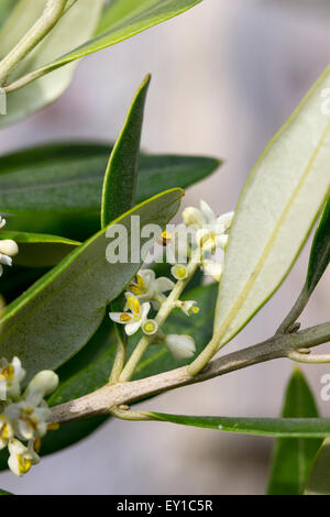 Juli Blumen inmitten der immergrünen Laub der Olive, Olea europaea Stockfoto