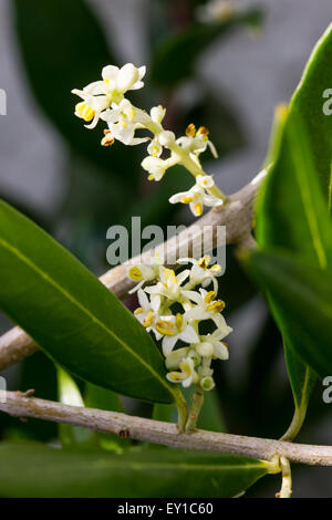 Juli Blumen inmitten der immergrünen Laub der Olive, Olea europaea Stockfoto
