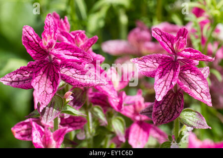 Rose rosa Hochblätter von den jährlichen Muskatellersalbei, Salvia Viridis "Marble Arch" Stockfoto