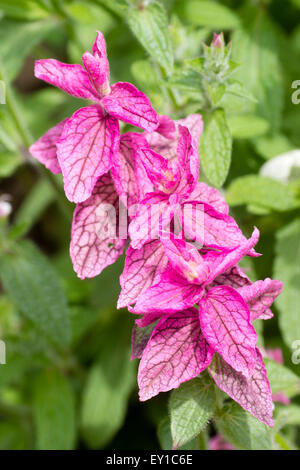 Rose rosa Hochblätter von den jährlichen Muskatellersalbei, Salvia Viridis "Marble Arch" Stockfoto