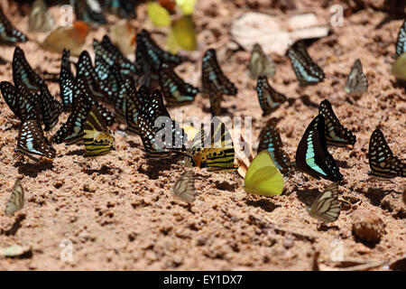 Gruppe der Schmetterling auf dem Boden (gemeinsame Jay, Graphium Antiphates Itamputi (Butler), kleine Rasen gelb gestreiften Albatros) Stockfoto