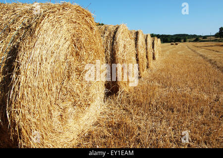 Close Up, rund, Cicular, Heuballen, in der Zeile im Feld, mit blauem Himmel Stockfoto