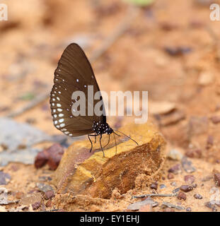Gemeinsamen Indian Crow Schmetterling (Euploea Core Lucus) auf dem Boden Stockfoto