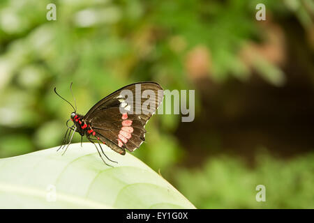 Tropischer Schmetterling: Parides Iphidamas mit schwarzen, roten und weißen Flügeln Stockfoto