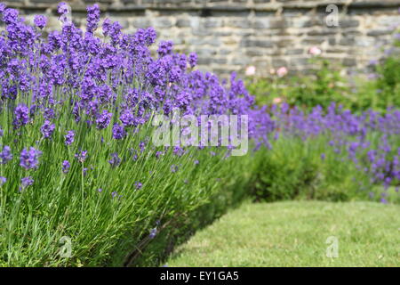 Englischer Lavendel (Lavendula Angustifolia) wächst in eine Grenze im Lavendelgarten in Sheffield Manor Lodge, Sheffield, UK Stockfoto