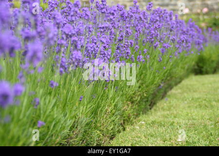 Englischer Lavendel (Lavendula Angustifolia) wächst in eine Grenze im Lavendelgarten in Sheffield Manor Lodge, Sheffield, UK Stockfoto