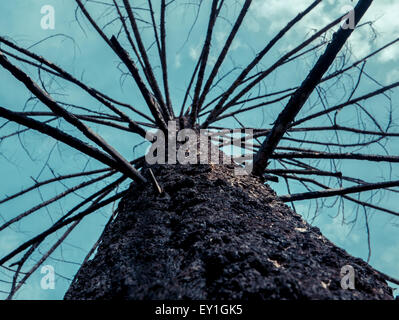 Forest Fire Bilds mit einem verbrannten Baum Stockfoto