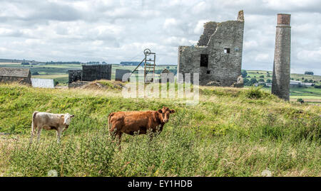 Rinder in einem Feld vor einem verlassenen Blei-Mine genannt Elster Mine in Derbyshire im Peak District Stockfoto