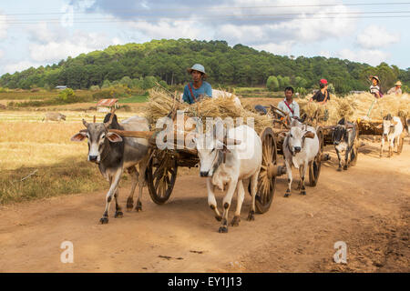 Rancher auf Ochsenkarren in Shan Hills, Myanmar Stockfoto