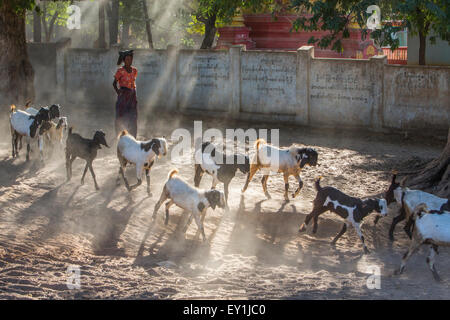 Ziege viel in Salay, Myanmar Stockfoto