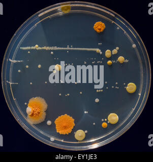 Petrischalen mit Kolonien von pathogenen Organismen Stockfoto