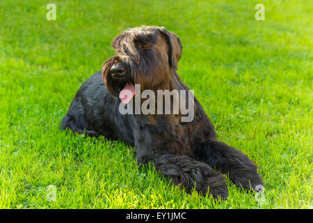 Inländische Hunderasse Riesenschnauzer schwarz Stockfoto