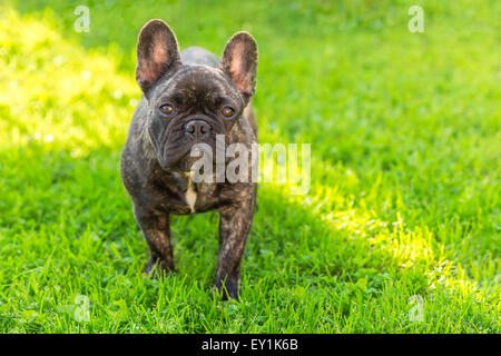 niedliche Haushund gestromte französische Bulldogge Rasse Stockfoto