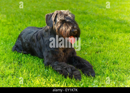 Inländische Hunderasse Riesenschnauzer schwarz Stockfoto