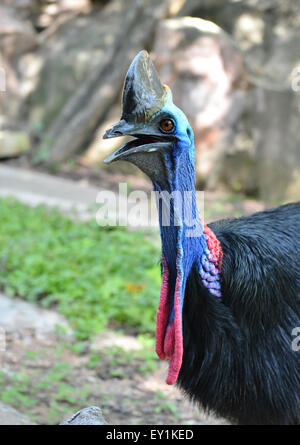 Nahaufnahme der Kasuar Kopf Stockfoto
