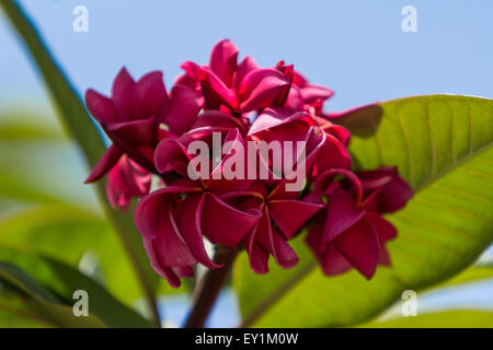 Hawaiian dunkel rote Plumeria, Rojo Mojo Hybrid, Frangipani-Blüten im Sommer auf Hawaii Stockfoto