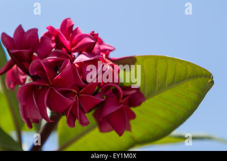 Hawaiian dunkel rote Plumeria, Rojo Mojo Hybrid, Frangipani-Blüten im Sommer auf Hawaii Stockfoto