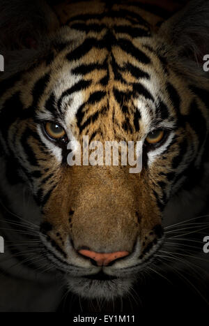 Close up Portrait of Bengal Tiger Gesicht Stockfoto