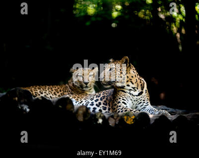 Jajuar (Panthera Onca) ruht auf Holz Stockfoto