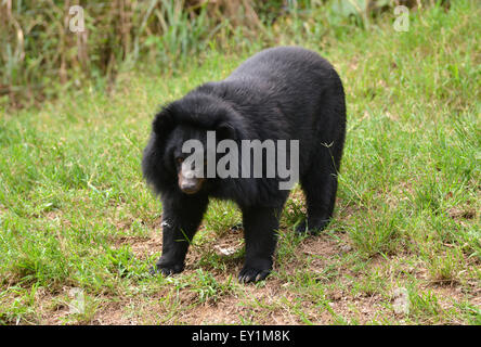 asiatische Schwarzbären oder Mond Bär (Ursus Thibetanus) Stockfoto