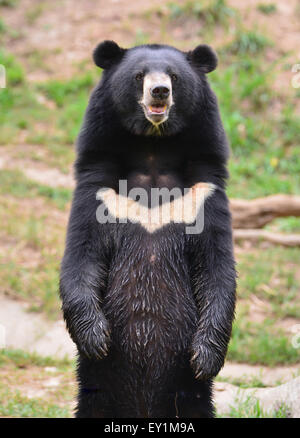 asiatische Schwarzbären oder Mond Bär (Ursus Thibetanus) Stockfoto