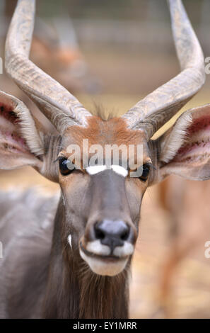 Nahaufnahme des Kopfes männlichen Nyala (Tragelaphus Angasii) Stockfoto