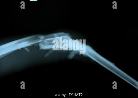 X-Ray Bild von wilden Tieren Skelett Stockfoto