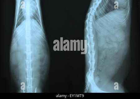 X-Ray Bild von wilden Tieren Skelett Stockfoto