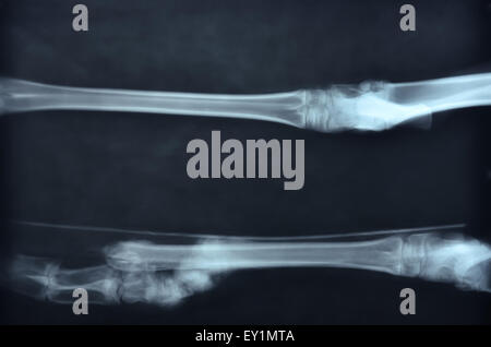 X-Ray Bild von wilden Tieren Skelett Stockfoto