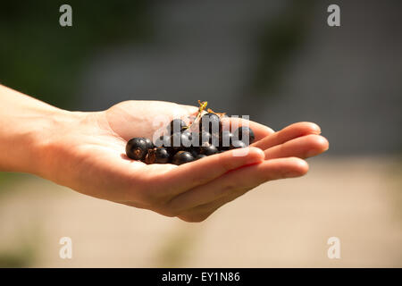 Eine Handvoll von reifen Brombeeren in die Hände der Frauen Stockfoto