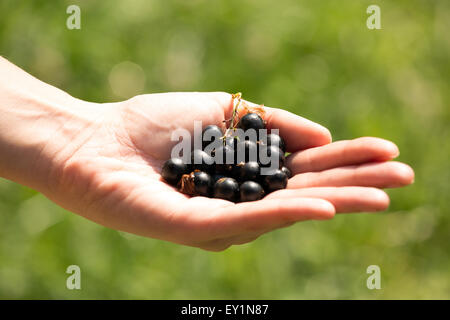 Eine Handvoll von reifen Brombeeren in die Hände der Frauen Stockfoto