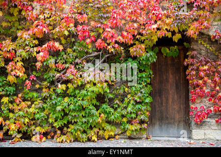 Holztür und die Wände sind mit Efeu bedeckt. Stockfoto