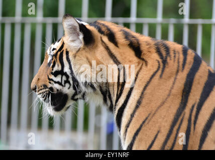 weißer Tiger und Käfig im Hintergrund Stockfoto