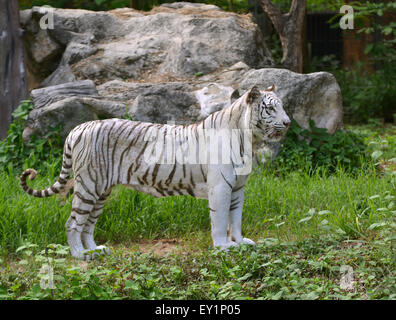 weibliche weißen Bengal Tiger in Gefangenschaft gehaltenen Umgebung Stockfoto